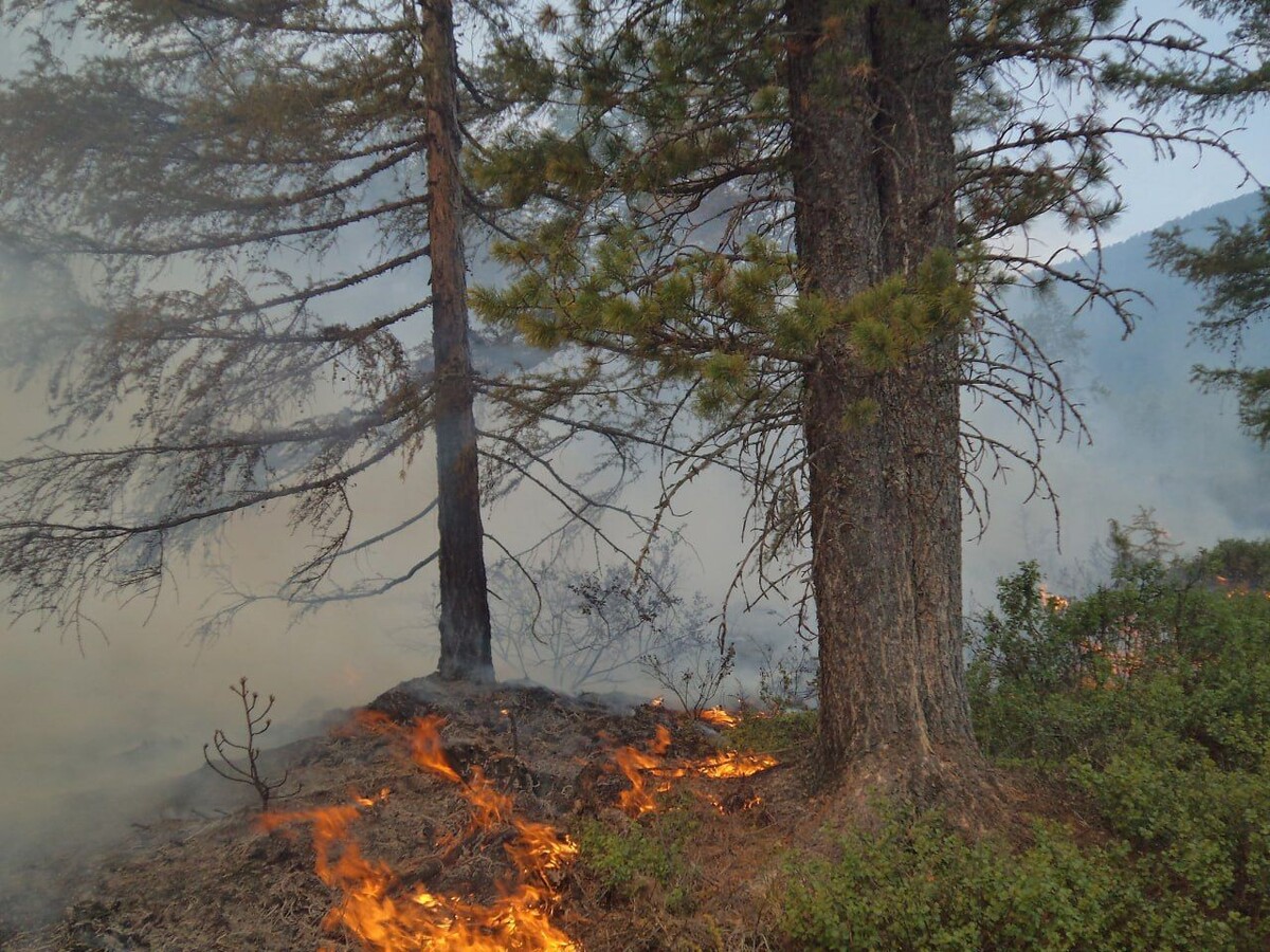    Фото: Пресс-служба Сохондинского заповедника