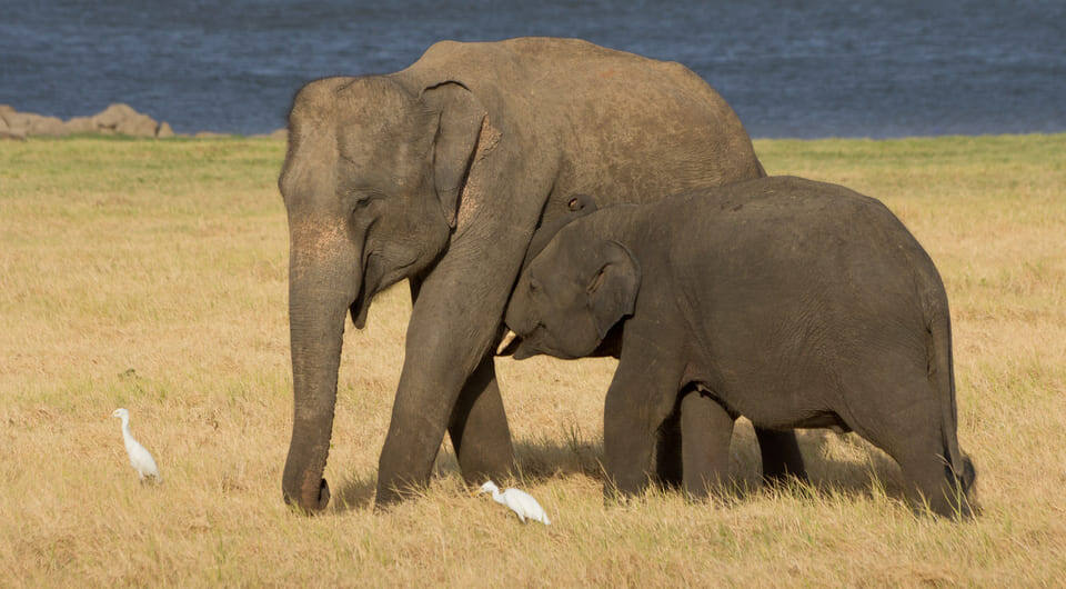   Carlos Delgado / Wikimedia Commons / CC BY-SA 4.0