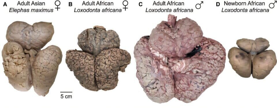   Michael Brecht et al. / PNAS Nexus, 2025