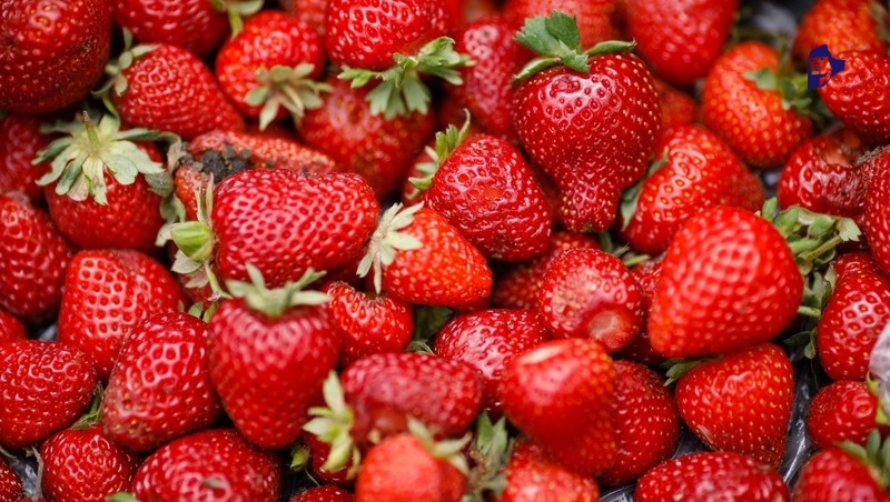      Фото: Дмитрий Ахмадуллин / / ИА «Победа26»