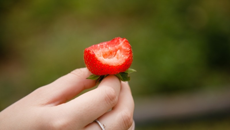    На Ставрополье оказывают поддержку аграриям в работе с открытым и закрытым грунтами Фото: Дмитрий Ахмадуллин / / ИА «Победа26»