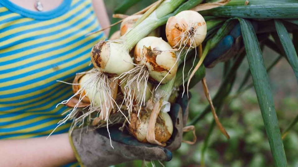 Подливаю крупному луку 3 копеечных ингредиента от бабушки. Головки размером с яблоко, а мухи обходят грядки стороной