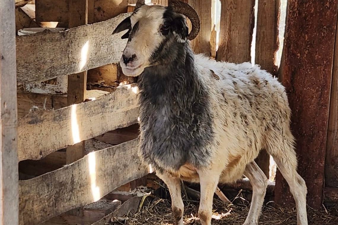    Фото: прокуратура НСО