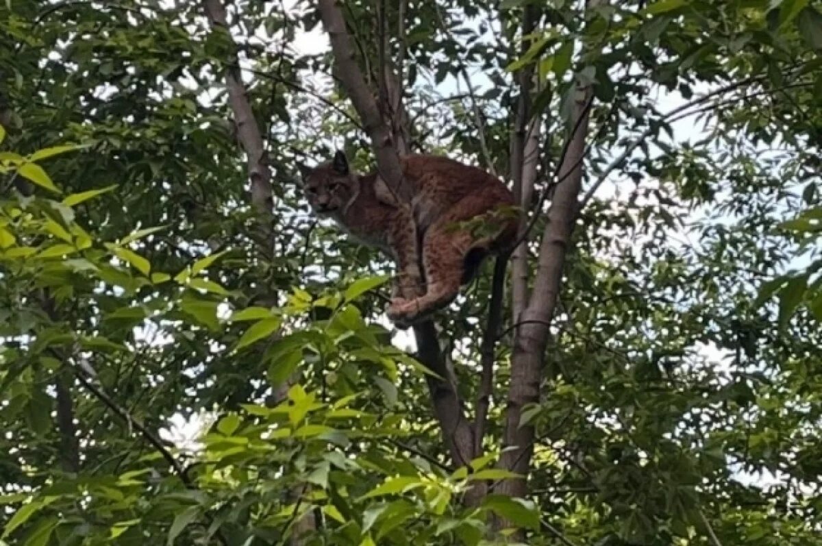    Рысь сфотографировали в центре Иркутска.