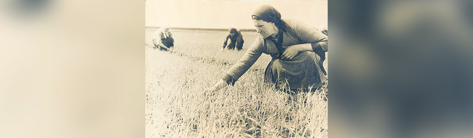 Цена хлебного зернышка