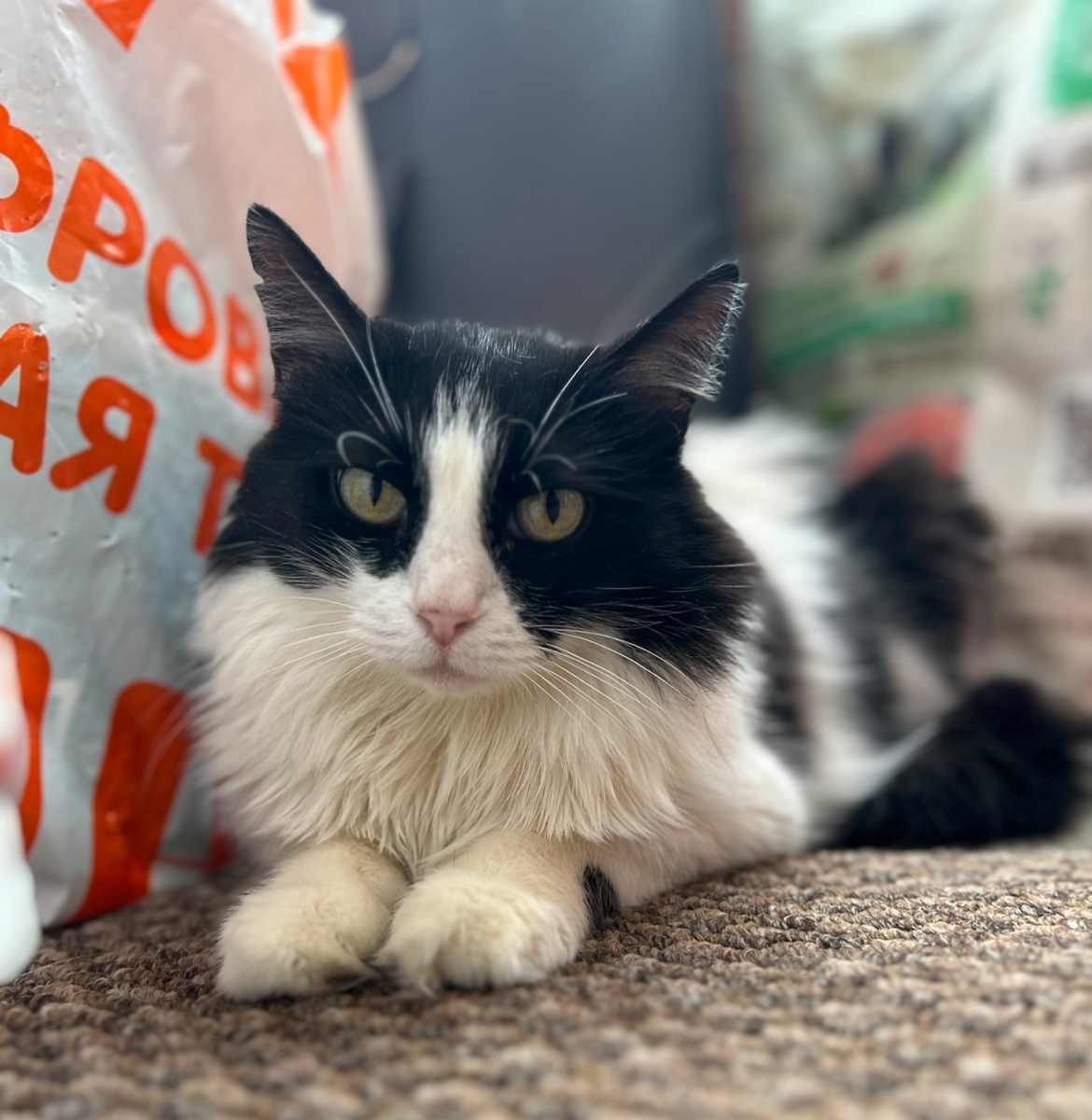 Кошка-мама Мари