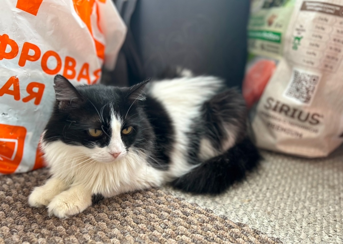 Кошка-мама Мари