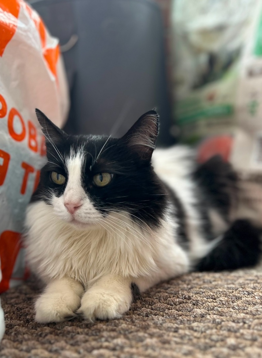 Кошка-мама Мари