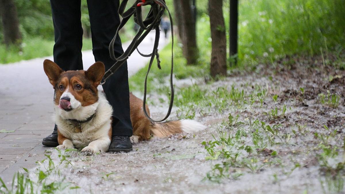    Фото: Артур Новосильцев / АГН Москва