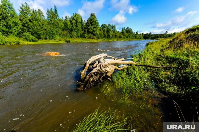 В реке Юрюзань утонул мужчина. Фото: Вадим Ахметов © URA.RU