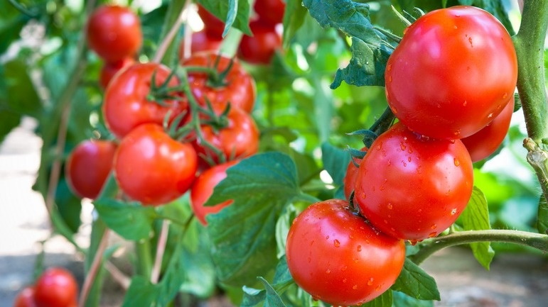 Выращиваю урожайные томаты по методу деревенских бабушек без химии. 7 приемов дают в 3 раза больше плодов