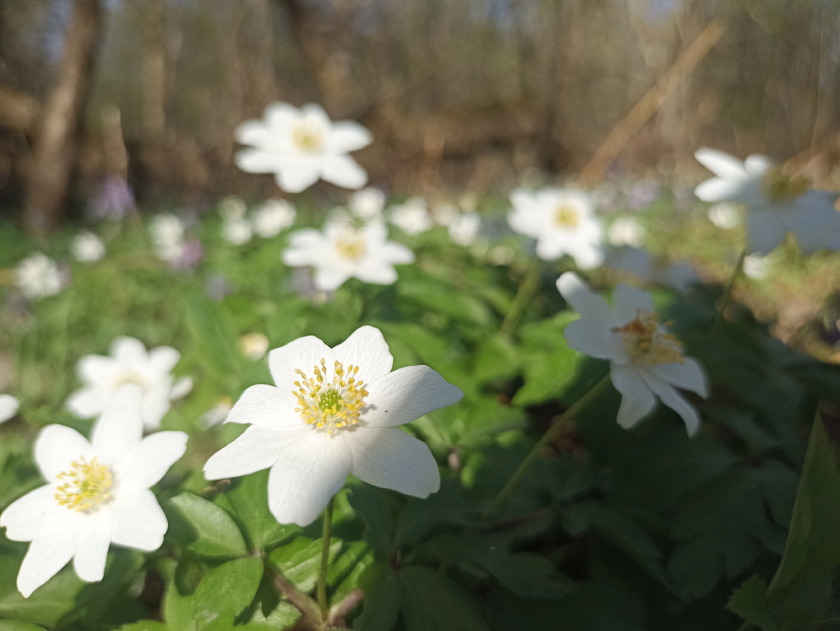 На Американских горках ездить это вам не цветочки фотографировать
