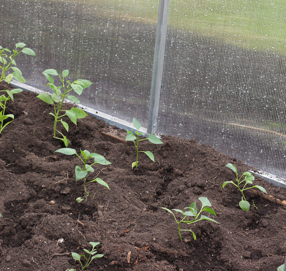 Вопреки правилам, я высадила в теплицу вместе и помидоры, и перцы и даже посеяла огурцы, посмотрим что будет