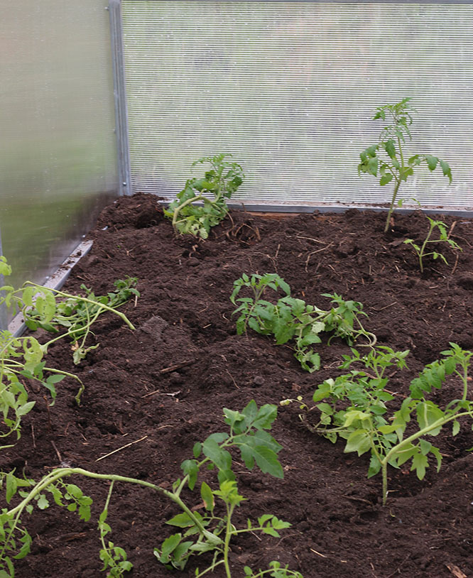 помидоры ждут, когда поставят к ним палочки