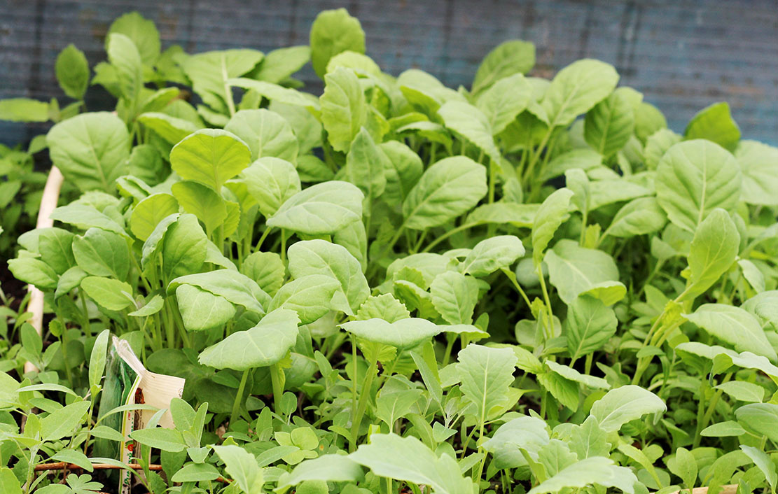 вот такая красота быстренько выросла