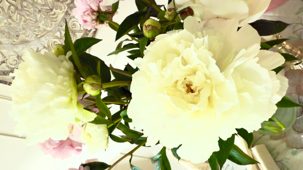 30.05 мы семьей уже 10й год подряд отмечаем День свадьбы, которая в 2015 году состоялась в старинной церквушке в Северной Шотландии. И в этот раз мы поехали в Кембридж, где прогуливаясь, зашли на пионовую ферму и я впервые в жизни «сама собирала эти великолепные цветы».