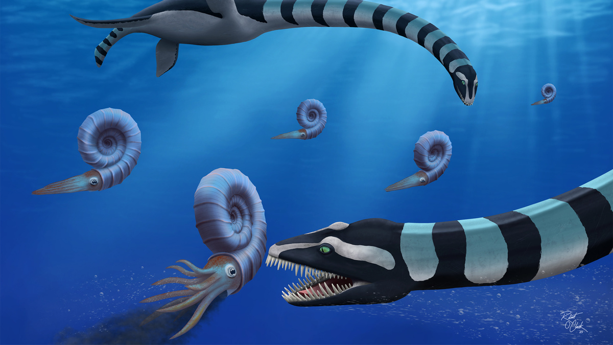 
Две особи Traskasaura sandrae охотятся на аммонита Pachydiscus в северной части Тихого океана в позднемеловой период. Traskasaura sandrae, описанная в «Journal of Systematic Paleontology»