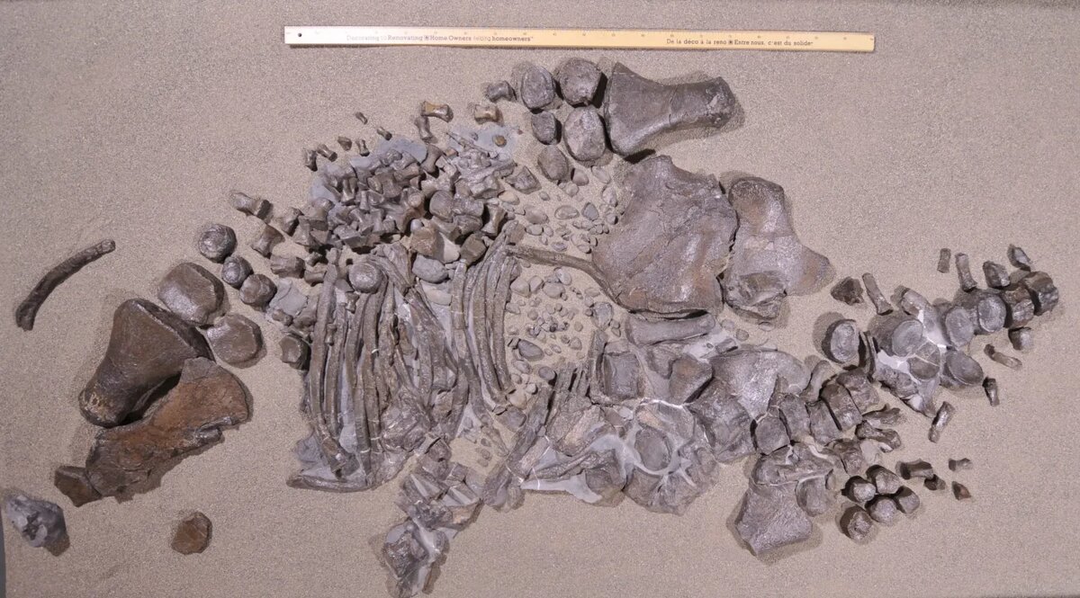 Молодая особь эласмозавра, обнаруженная в 2020 году.