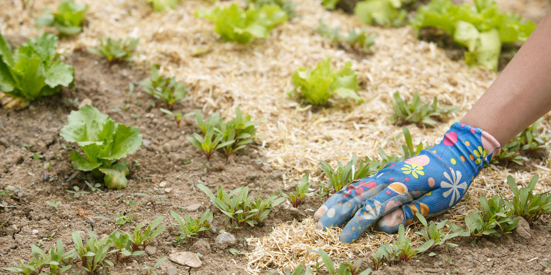 Мульчирование опилками: зачем, преимущества, методы и советы по применению