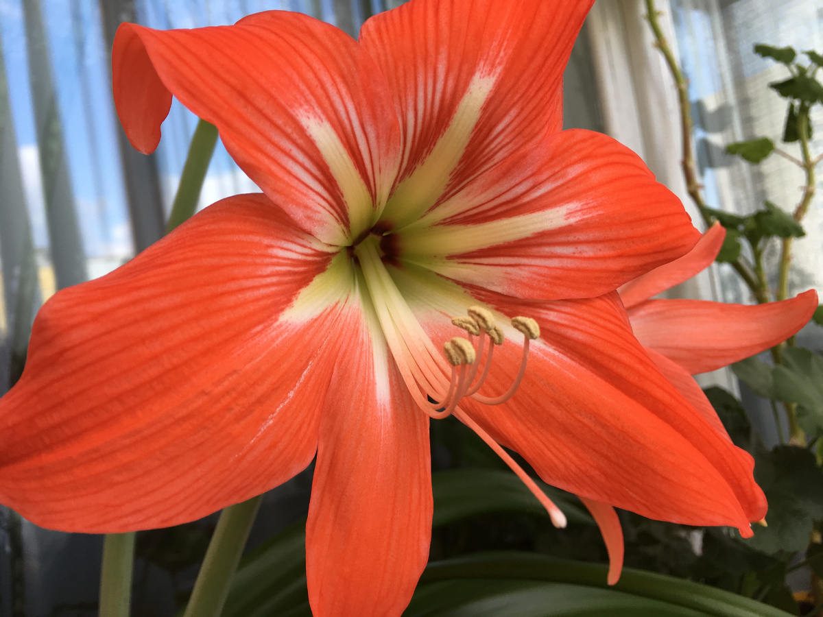 Фото для иллюстрации: поэтому у родни даже цветочка нет в доме