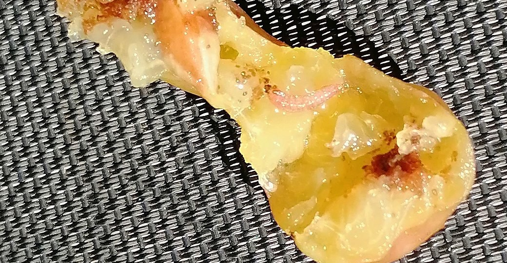 Что делать, чтобы в сливе не было червей? Узнайте о методах борьбы