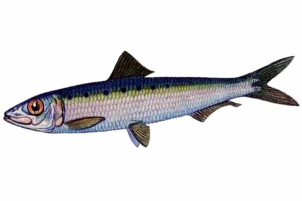 Европейская сардина.