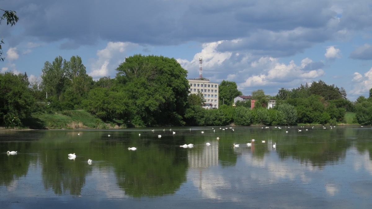   На Ушаковском пруду в Курской области уже 130 лебедей