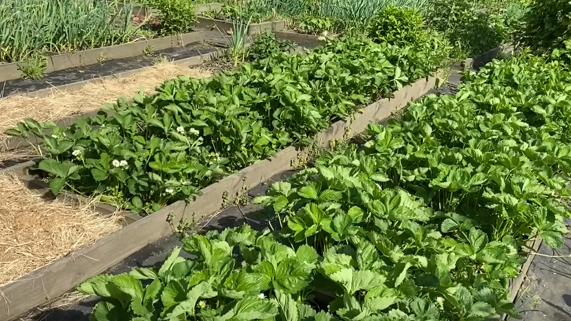 Результат моих первых экспериментов с ограждениями