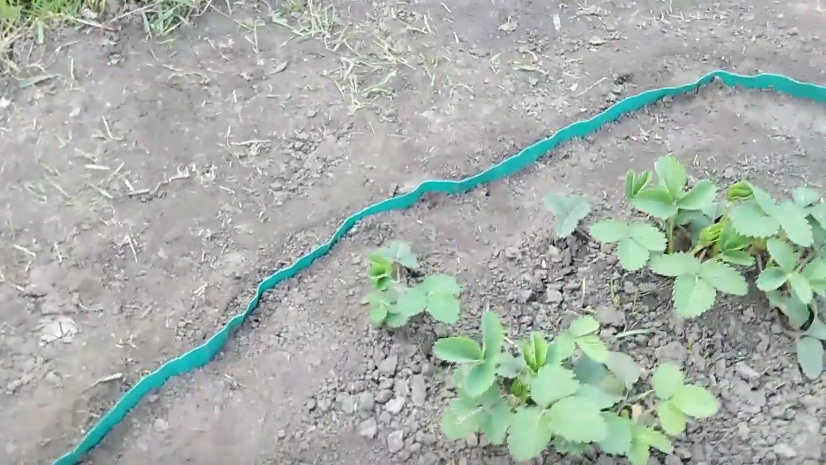 Правильная установка ленты - залог долговечности ограждения