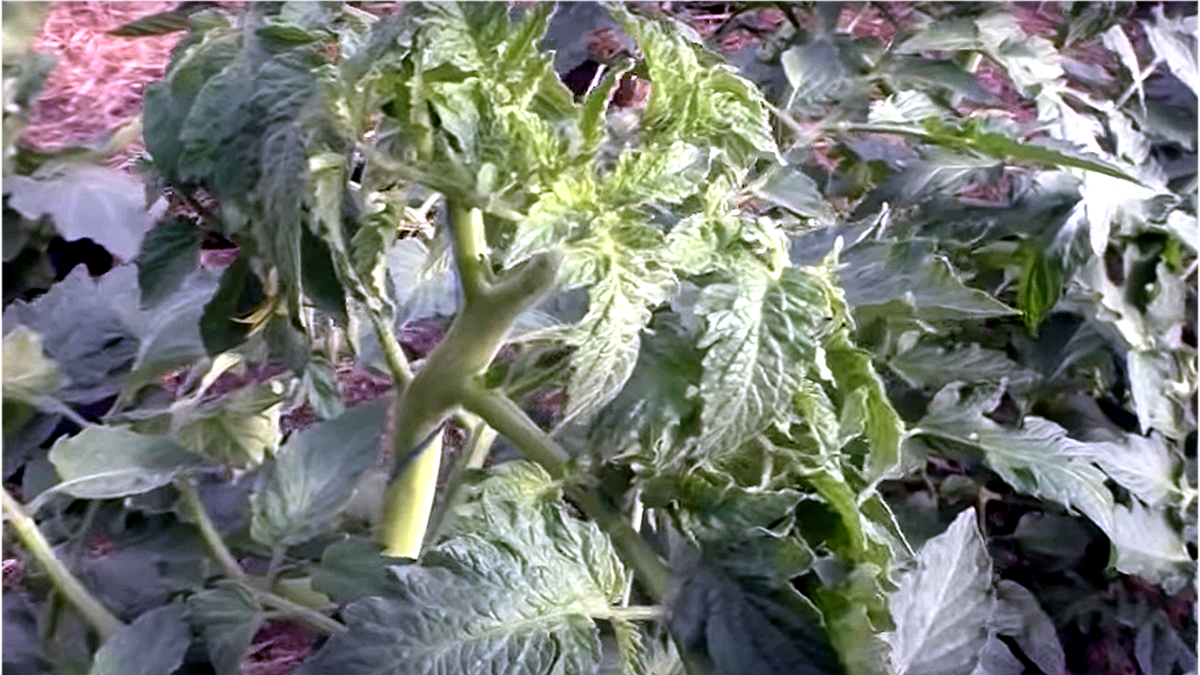 Листья томатов скручиваются: Нужна срочная помощь. Как помочь растениям?