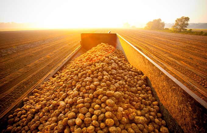 Вроде обычная картошка, но что содержится в этих клубнях? Как их выращивали? Что добавляли в почву?