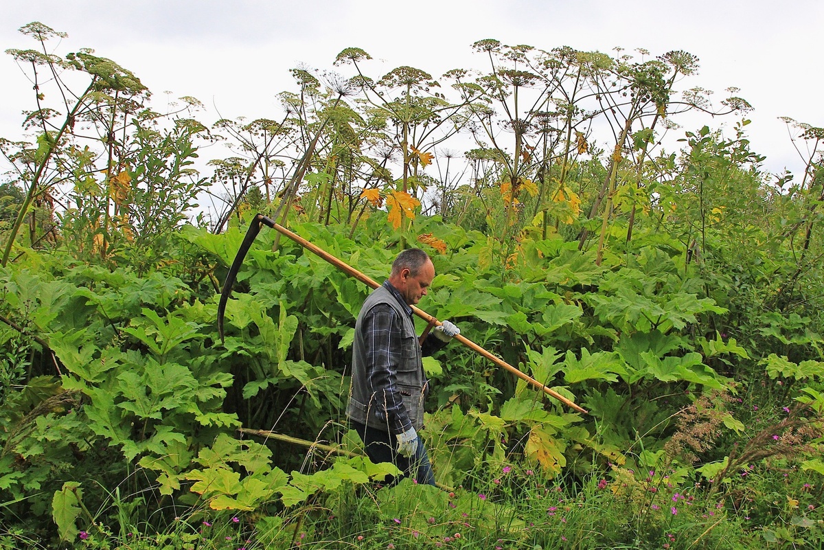    Бороться с сорняками теперь предписано правительством./Аркадий Колыбалов/РГ