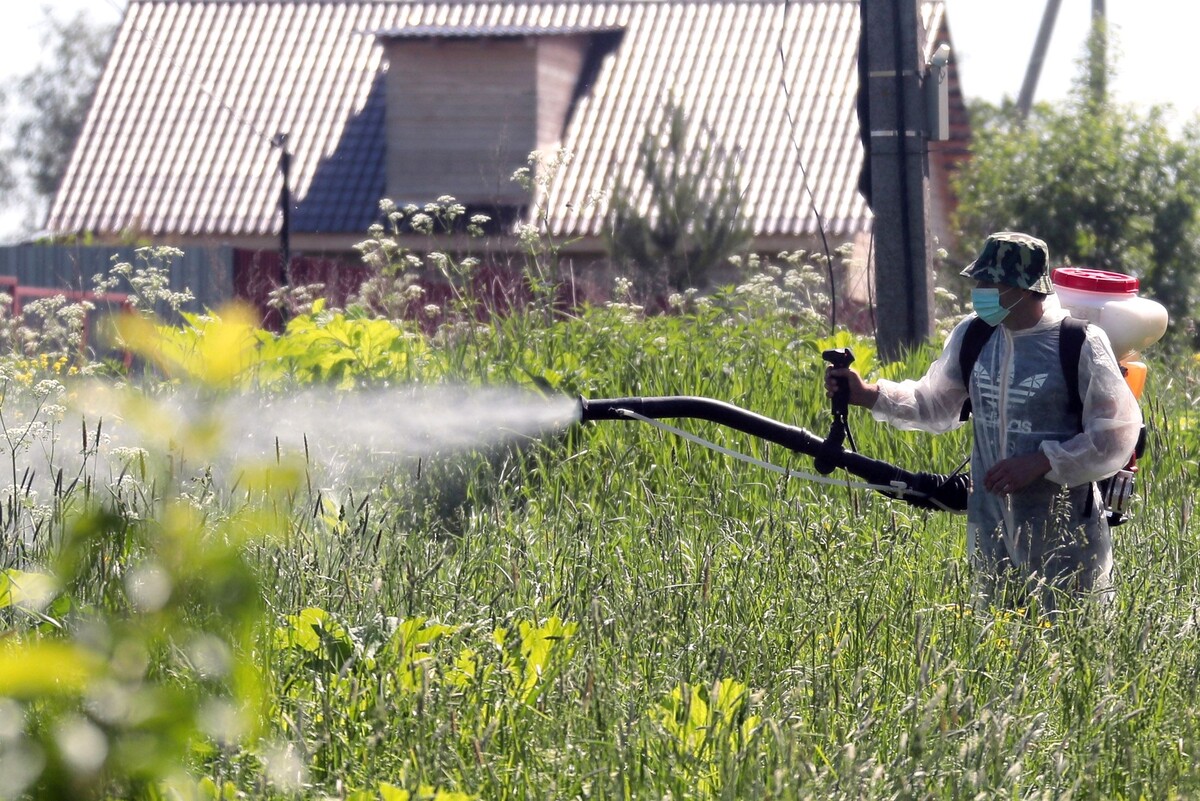    Работы по уничтожению борщевика в Тульской области./Виталий Белоусов / РИА Новости