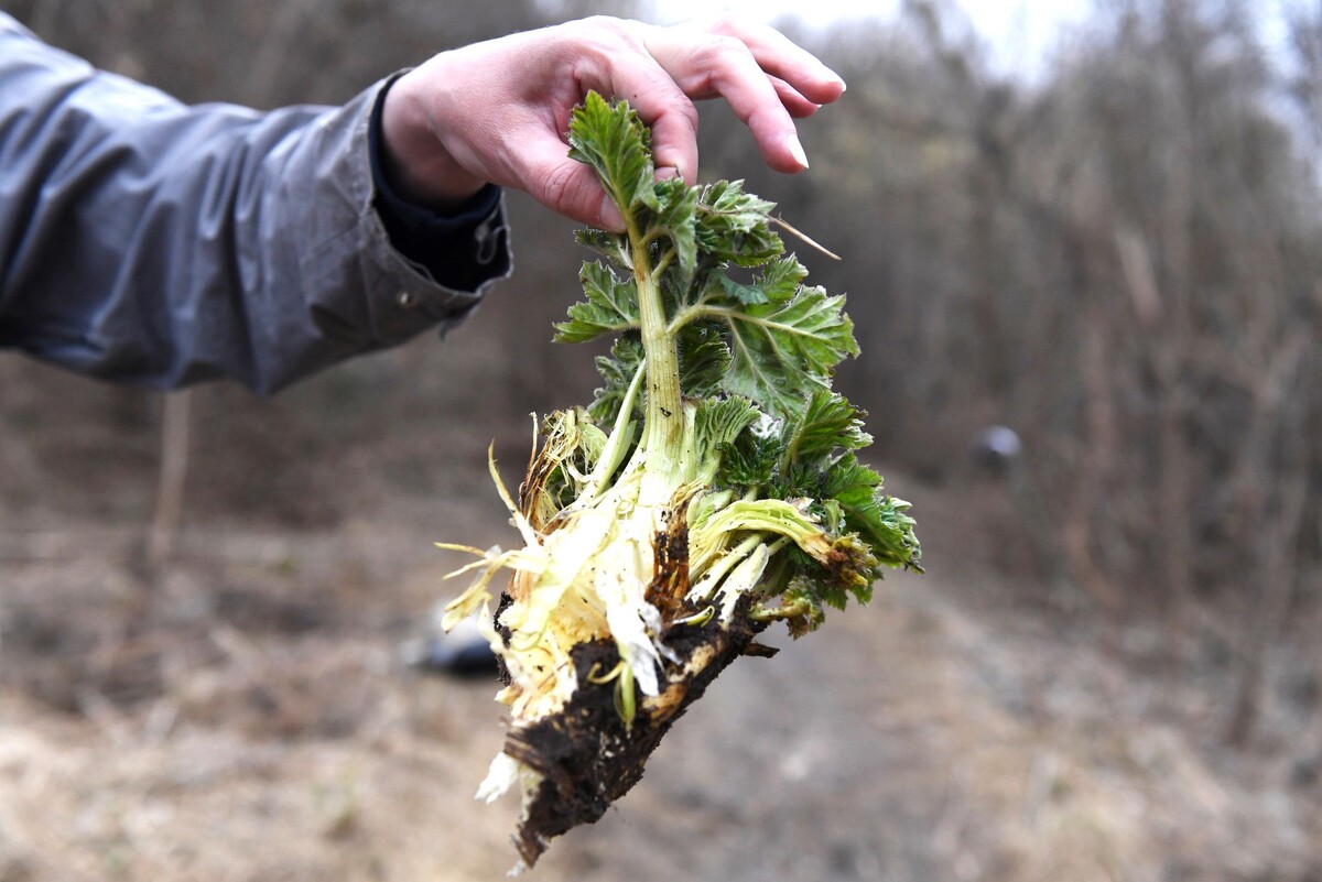    Борьба с боьщевиком в окрестностях Казани.