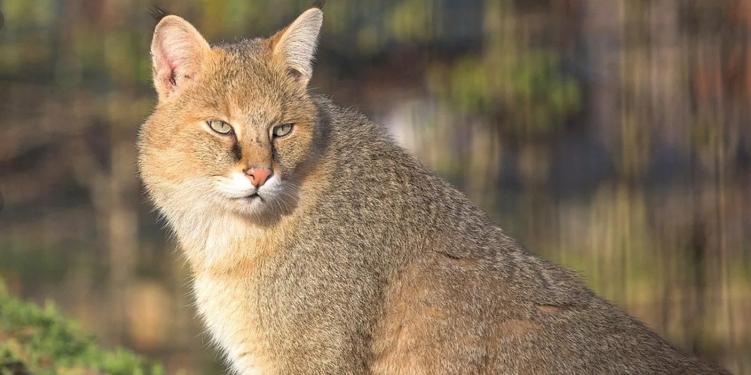 🐆 Удивительные КОШКИ-ГИБРИДЫ. Домашние кошки с дикими корнями
