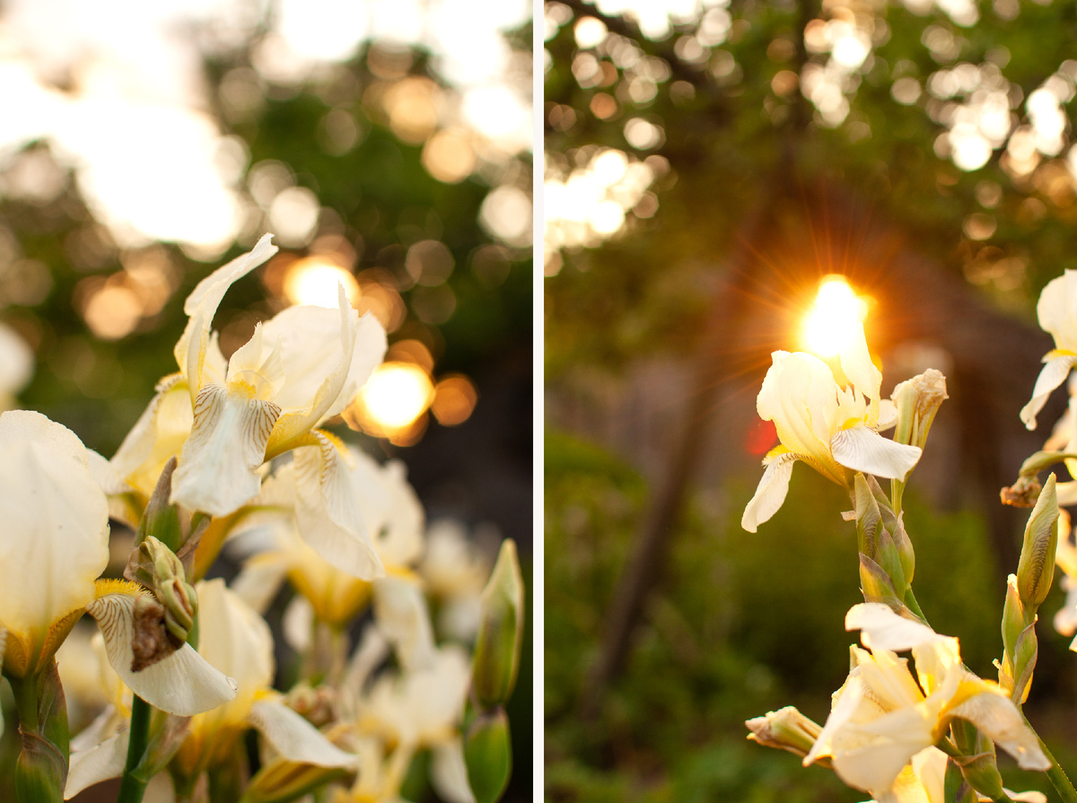 Личное фото, ирисы