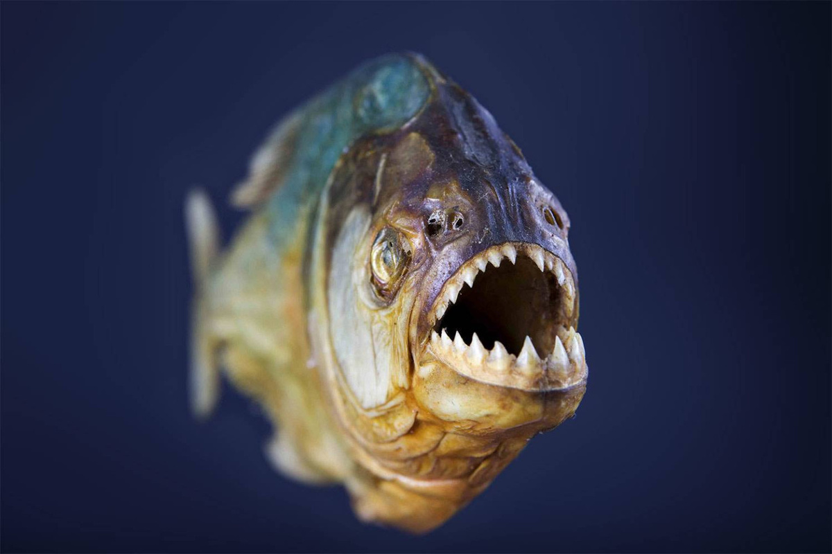 фото из инета