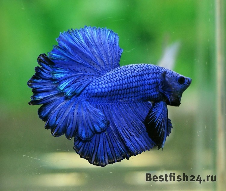 Петушок. Фото из инета.