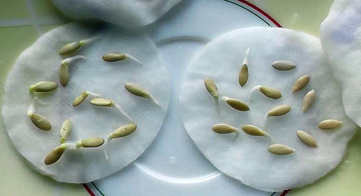 Замеченные на ночь огурчики. Фото из интернета. 