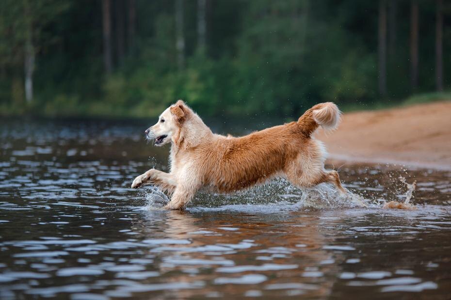    Shutterstock/FOTODOM