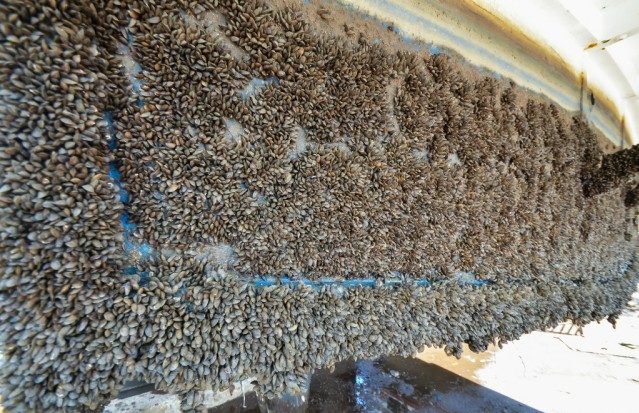 Красоты под килем) Не приятное и мерзкое зрелище...