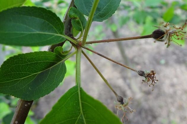 как избежать монилиоз семечковых и косточковых