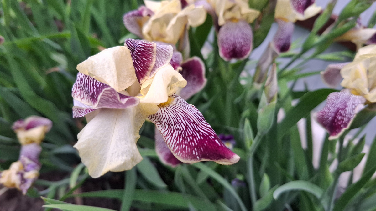 Ирисы цветут