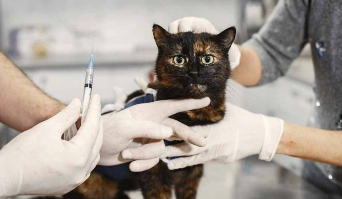     Вакцинация кота. Источник: 78.ru Автор фото: prostooleh