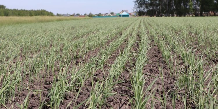    Как производителям зерна адаптироваться к капризам погоды, рассказали в Курганском НИИСХ