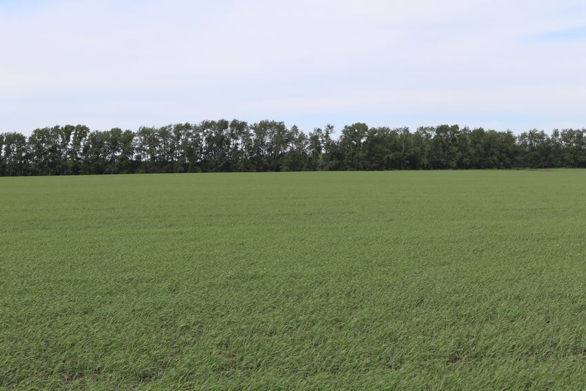     Как производителям зерна адаптироваться к капризам погоды, рассказали в Курганском НИИСХ
