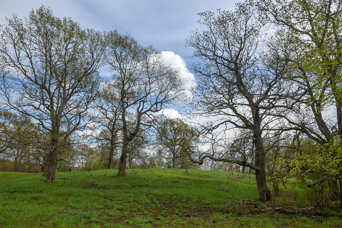 Курган с предполагаемой могилой Евпатия Коловрата