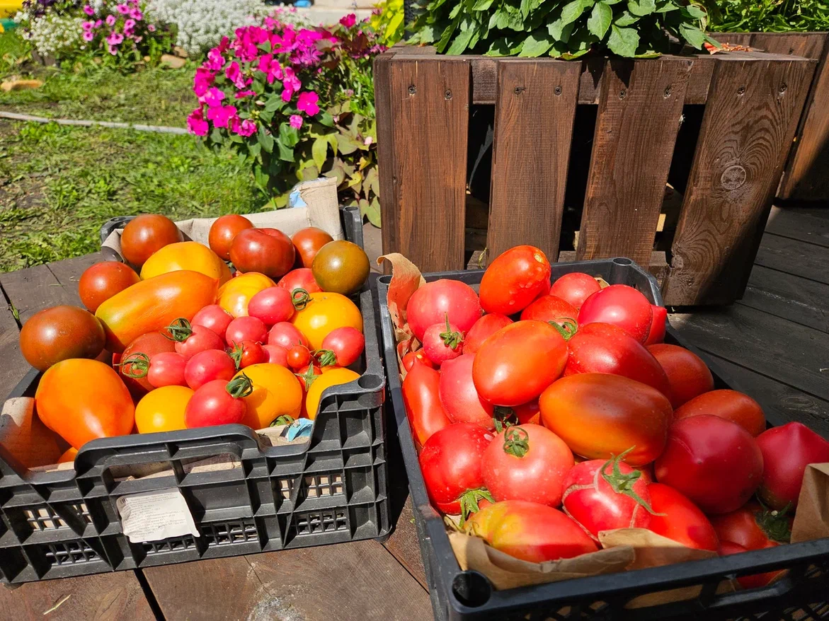 В результате в прошлом году мы побороли жирование и урожай был отличным