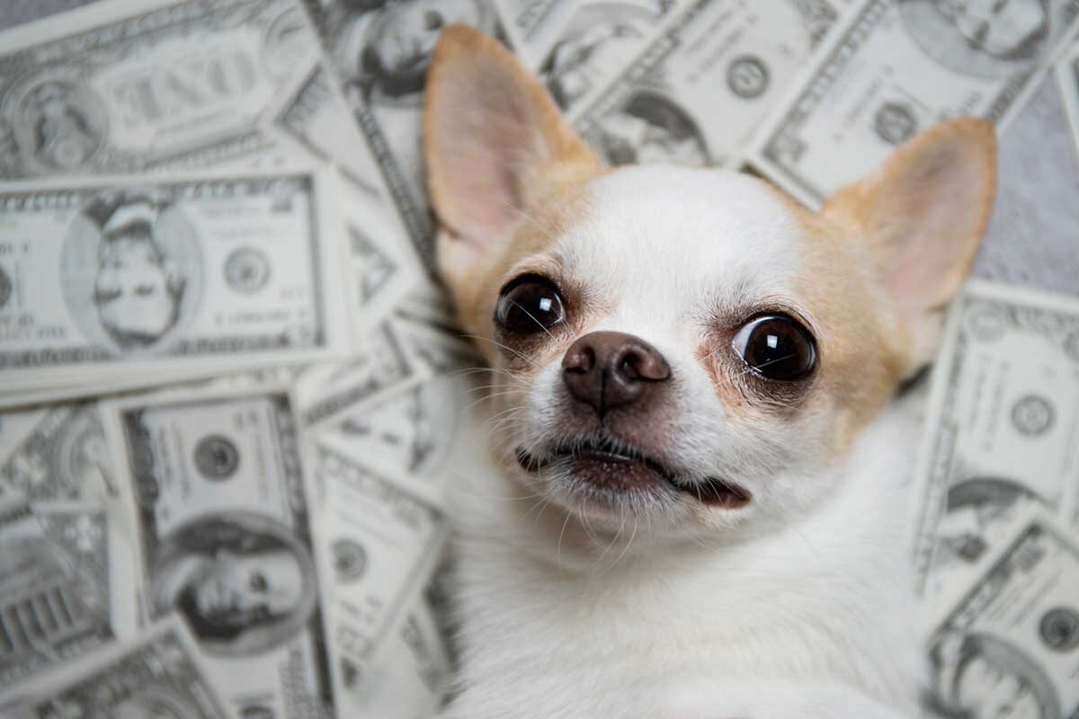    Фото: TaraPatta / Shutterstock.com