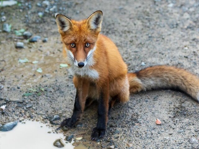    Фото: 123RF/zhenulka